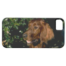 Cute iPhone 5 Cases Beautiful Irish Setter Dog