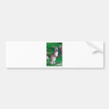 Cute joey baby Kangaroo Bumper Sticker