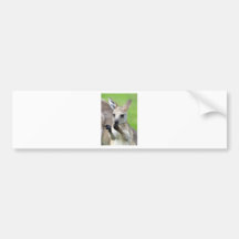 Cute joey kangaroo bumper stickers