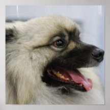 Cute Keeshond Poster