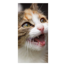 Cute Kitten Customised Photo Card