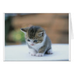 Cute Kitten Greeting Cards