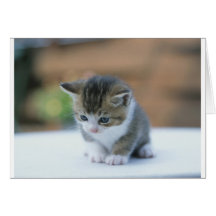 Cute Kitten Greeting Cards