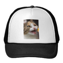 Cute Kitten Hat