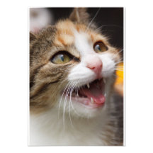 Cute Kitten Invitations