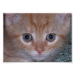 Cute Kitten Photograph