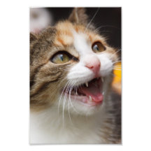 Cute Kitten Photographic Print