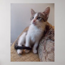 cute kitten poster