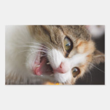 Cute Kitten Rectangular Stickers