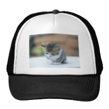 Cute Kitten Trucker Hats
