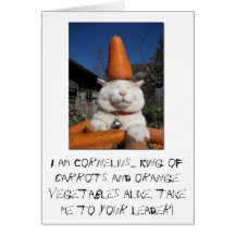 cute kitty birthday card funny