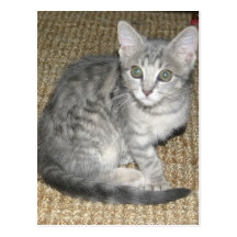 CUTE KITTY PICS I POSTCARD