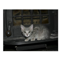 CUTE KITTY PICS II FIREPLACE POSTCARD