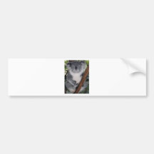 CUTE KOALA BEAR BUMPER STICKER
