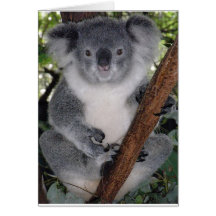 CUTE KOALA BEAR CARDS