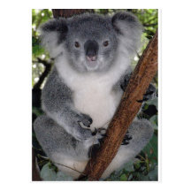CUTE KOALA BEAR POST CARDS