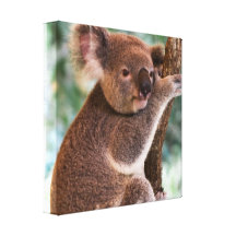 Cute Koala Canvas Print