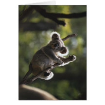 Cute Koala Climbing Greeting Card