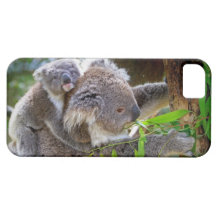 Cute Koalas