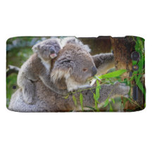Cute Koalas