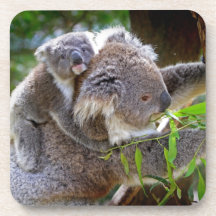 Cute Koalas Coasters