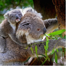 Cute Koalas Cut Out