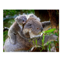 Cute Koalas Post Cards