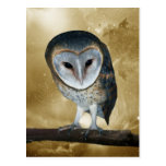 Cute little Barn Owl Postcard