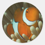 Cute Little Clownfish Sticker