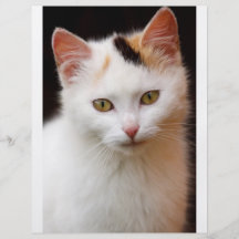 Cute Little Kitten Full Color Flyer
