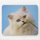 Cute little Kitten Mouse Pads
