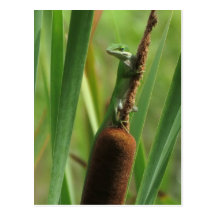 Cute Lizard on Cat-tail Postcard