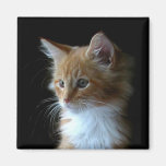Cute Maine Coon kitten magnet