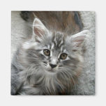 Cute Maine Coon kitten square magnet