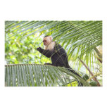 Cute Monkey on a Palm Tree Photo Print
