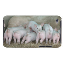 Cute Nursing Piglets - A Sow with her Baby Pigs Barely There iPod Covers