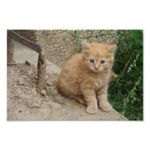 Cute Orange Tabby Kitten Photo
