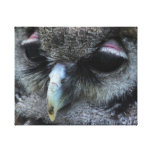 Cute Owl Gallery Wrapped Canvas
