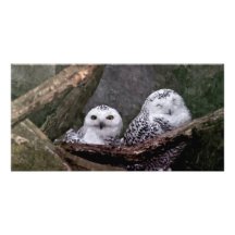 Cute Owls Photo Card Template