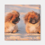 Cute Pekingese Dogs Fridge Magnet