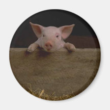 Cute Piglet Magnets