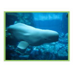 Cute Playful Beluga Whale In Aquarium At Georgia Postcards