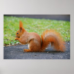 Cute Red Squirrel Posters