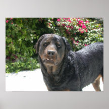 Cute Rottie. Good Rottie Poster