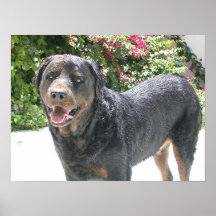 Cute Rottie Print