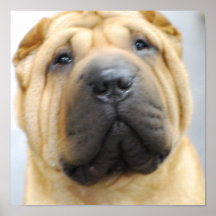 Cute Shar Pei Poster