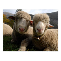 Cute Sheep Post Card