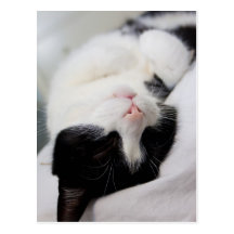 Cute sleeping cat tomcat face sleep postcards