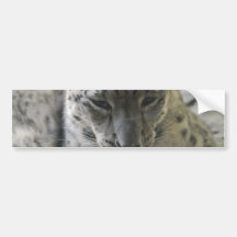 Cute Snow Leopard Bumper Sticker