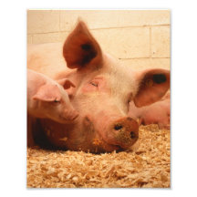 Cute Sow with Piglets Photo Print